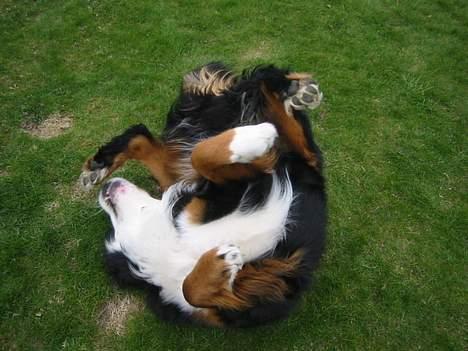 Berner sennenhund Albert - Når ryggen klør, så bliver den kløet - det går ikke stille af sig! billede 14