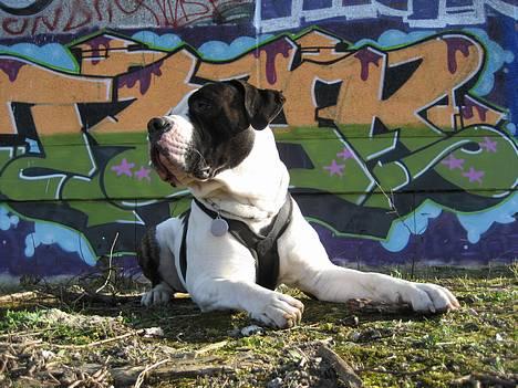 Blanding af racer Carlos *død* billede 19