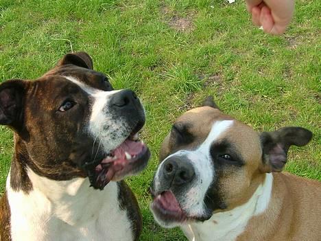 Amerikansk staffordshire terrier Malou billede 15