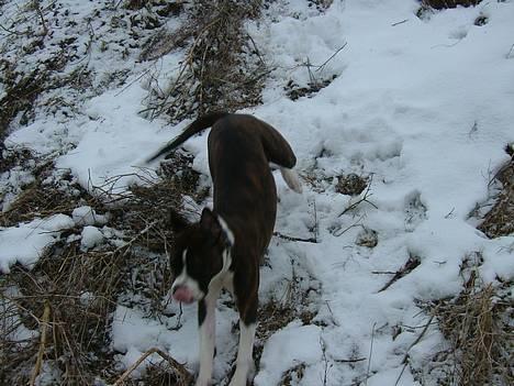 Amerikansk staffordshire terrier Malou - Here I come! billede 16