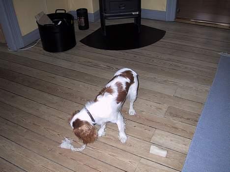 Cavalier king charles spaniel mille - så fik jeg det endelig:) billede 14