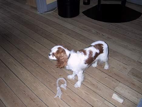 Cavalier king charles spaniel mille - hvad sker der nu vær lidt stille jeg vil gerne have fred til at gnave i rebet!! billede 15