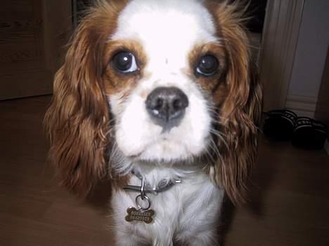 Cavalier king charles spaniel mille - jeg fik lige et nærbillede billede 16