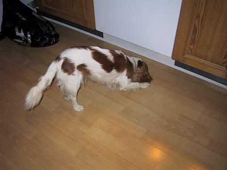 Cavalier king charles spaniel mille - jeg må hellere lige undersøge hvad der ligger der:) billede 17