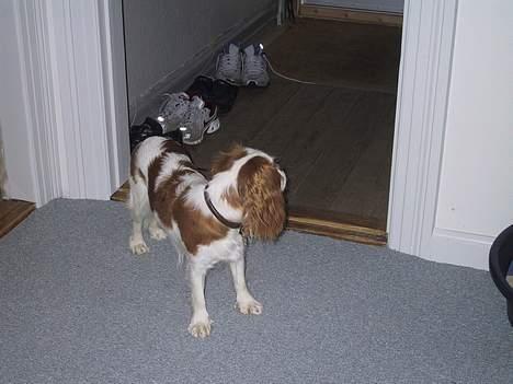 Cavalier king charles spaniel mille - hvem kommer nu?? billede 18
