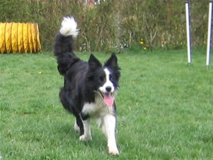 Border collie Pei Pei - Ja Ja jeg kommer nu ! billede 1