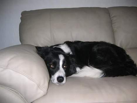 Border collie Pei Pei - Sofahygge billede 2