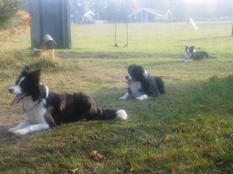 Border collie Pei Pei - Fællesdæk med Crazy(hendes søn) og Windy billede 3