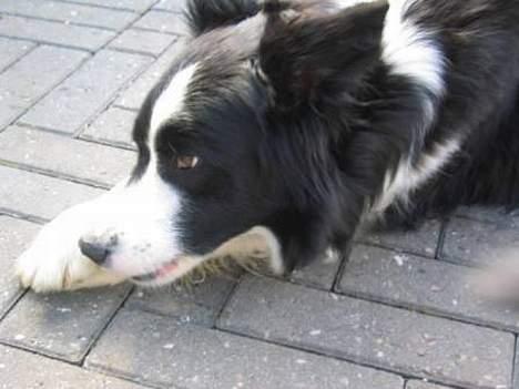 Border collie Pei Pei - Dejligt med tyggeben billede 4