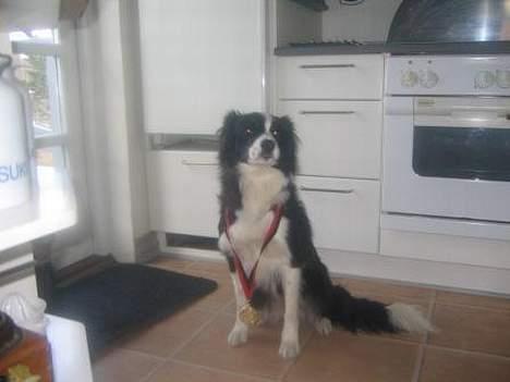 Border collie Pei Pei - Pei Pei har vundet en medalje billede 5