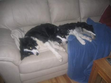 Border collie Pei Pei - Pei Pei og Windy sover i ske billede 6