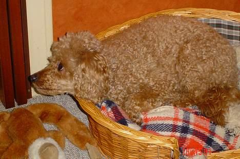 Dværgpuddel Pjevs "Stundt" Pedersen  billede 18