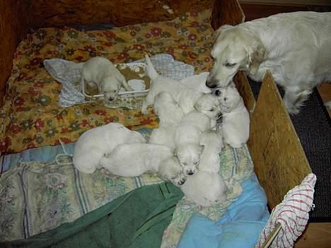 Golden retriever Hannibal Risager - Hannibal`s mor og søskene  billede 5
