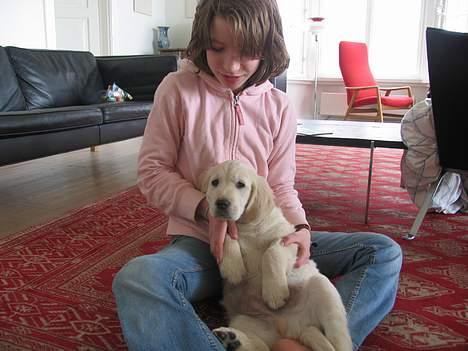 Golden retriever Hannibal Risager - mig og hannibal hygger os  (=  billede 6