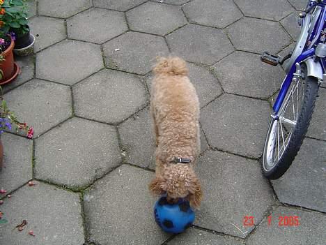 Dværgpuddel Pjevs "Stundt" Pedersen  billede 20