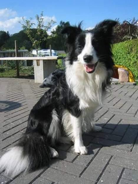 Border collie Windy - Smukke Windy "Crawford" billede 1