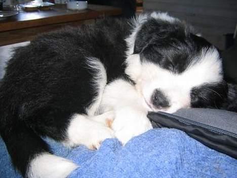 Border collie Windy - Windy 6 uger billede 2