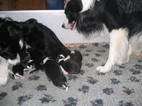 Border collie Windy - Windy kigger på Pei Pei´s hvalpe billede 3