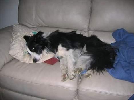 Border collie Windy - Man er jo en sofahund billede 4