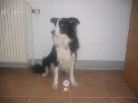 Border collie Windy - Windy med sin første pokal billede 5