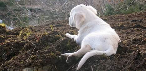 Golden retriever Hannibal Risager - "jeg vil ikke være foto model nu" billede 7