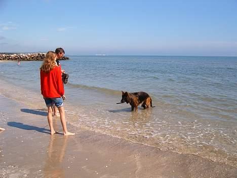 Schæferhund Haweto Natja   billede 4