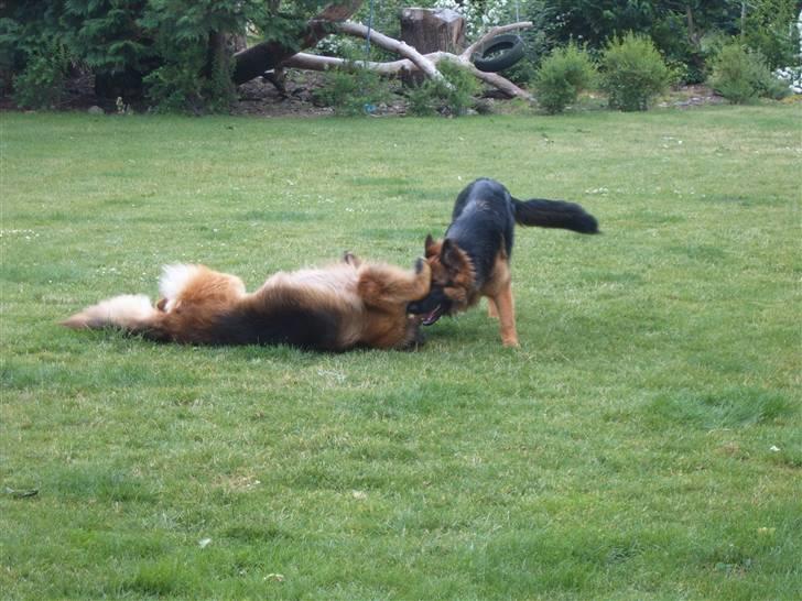 Schæferhund Haweto Natja   - Hmm .. Legesyg hund ? billede 5