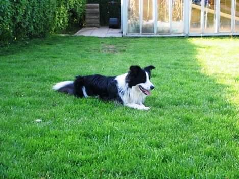 Border collie Windy - Windy elsker at ligge i græsset billede 6