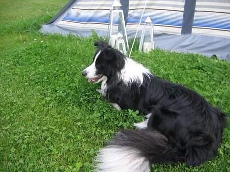 Border collie Windy - med på camping billede 7