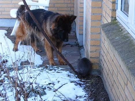 Schæferhund Haweto Natja   - Uhh .. En kat .. billede 6