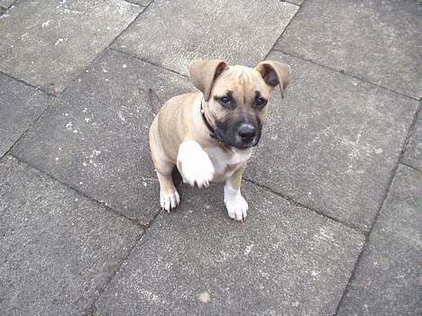 Amerikansk staffordshire terrier Bella - hej er jeg ikke bare dyyyyyyyygtig , når min far sir " pote" billede 6