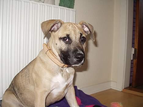 Amerikansk staffordshire terrier Bella - var der nooooooooeee du ville billede 7