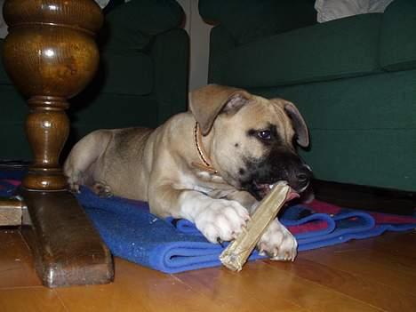 Amerikansk staffordshire terrier Bella billede 8