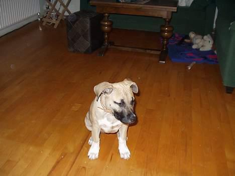 Amerikansk staffordshire terrier Bella billede 9