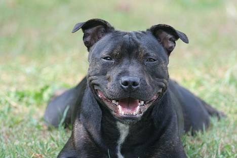 Staffordshire bull terrier Point of View Annie - Annie kan smile :) billede 6