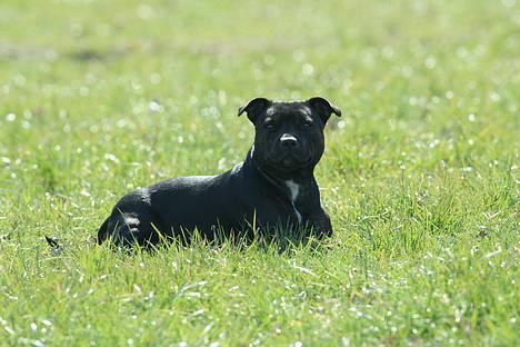 Staffordshire bull terrier Point of View Annie - Jeg bliver bare liggende her og nyder solen ok? 4/4-07 billede 7