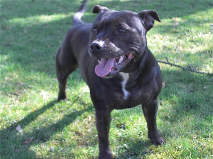 Staffordshire bull terrier Point of View Annie - Nyt, Annie 3 år. 17/3-08 billede 8