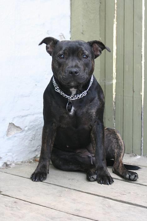 Staffordshire bull terrier Point of View Annie - Jeg kan simpelthen ikke stå for det ansigt *23/6-06* billede 9