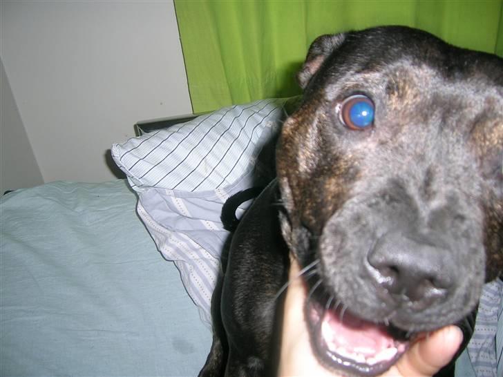 Staffordshire bull terrier Point of View Annie - HappyFace *2/2-2007* billede 10