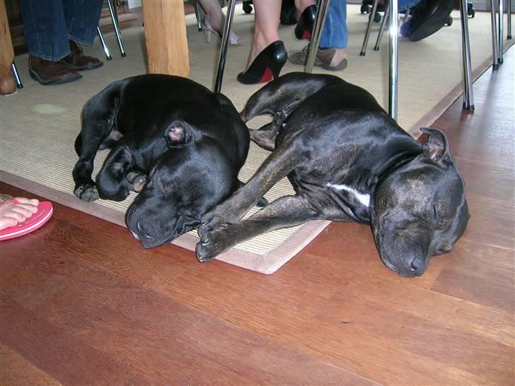 Staffordshire bull terrier Point of View Annie - Tager lige en lur med lillebror *2/2-2007* billede 11