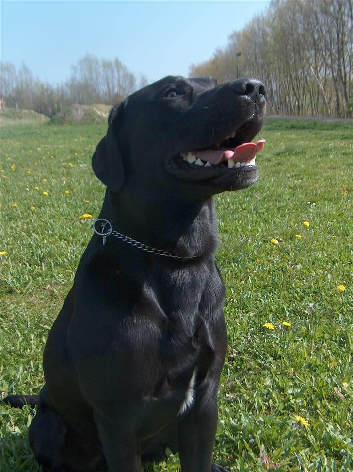 Labrador retriever Ballou - Fjollehovede...Sommer, sommer,sommer :) billede 5