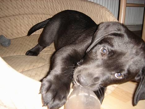 Labrador retriever Ballou - Ballou som 10 uger...  billede 6