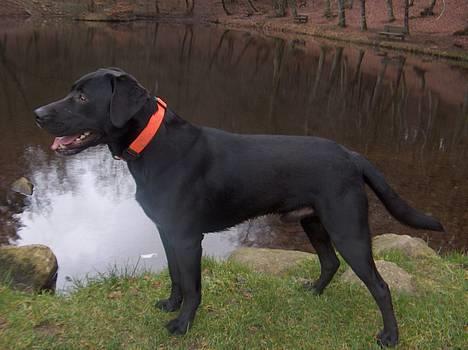 Labrador retriever Ballou - taget den. 12/01-2007  billede 7