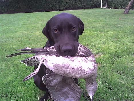 Labrador retriever Ballou - Ballou med hans første måge fangst... billede 8