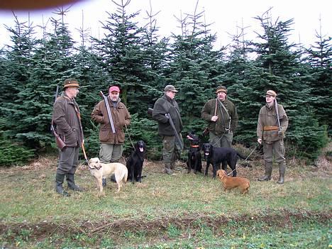 Labrador retriever Ballou - Så er der dømt jagt..  billede 3