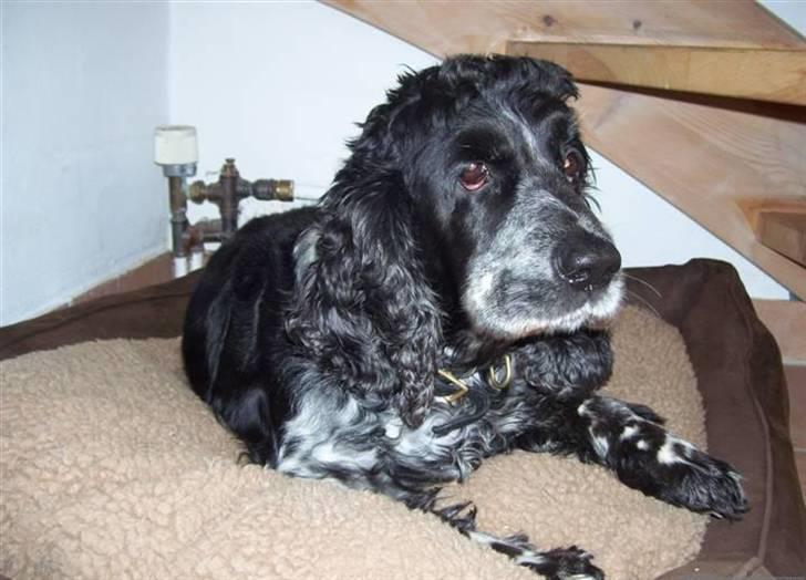 Cocker spaniel Idefix  - idefix -2008  billede 1