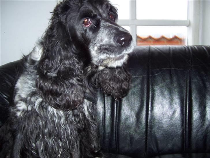 Cocker spaniel Idefix  - Han er lidt langhåret her (:- 2008 billede 2