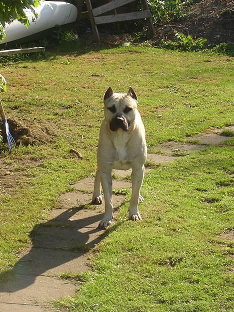 Blanding af racer Diago - Lidt dejlig er man vel *smiler* billede 16