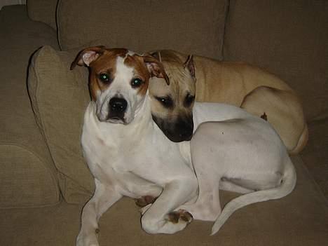 Blanding af racer Diago - mmmmm hvor er det dejligt at putte.... zzzzzz billede 17