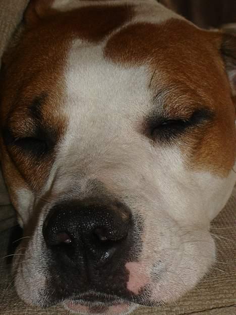 Amerikansk bulldog Nala - zzzzzz....zzzzzz.....zz billede 18